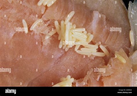 Maggots meat hi-res stock photography and images - Alamy