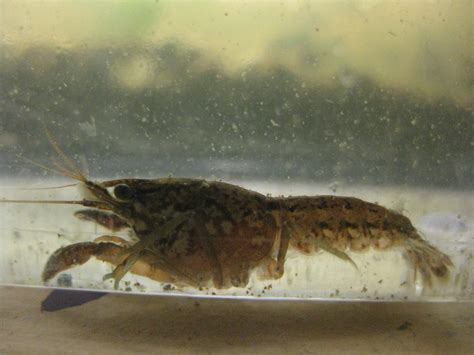 The Marbled Crayfish-Interesting Pet and Potential Invasive Species ...