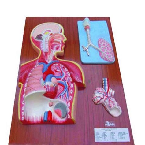 HUMAN RESPIRATORY SYSTEM - Hospital Equipment Manufacturing Company