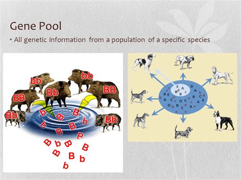 GENETIC EVOLUTION. Gene Pool All genetic information from a population ...