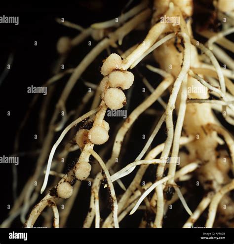 Rhizobium root nodules on broad or field bean for nitrogen fixation Stock Photo: 9013890 - Alamy