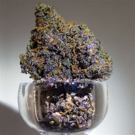 Flower so purple it should be called Grimace! : r/ents