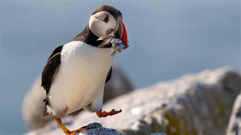 Scientists: Maine’s Puffin Bird Population Is Recovering