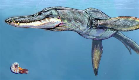 Pliosaur - A-Z Animals