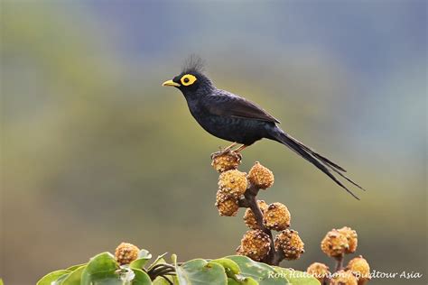 10 must see birds of the philippines – Wild Bird Club of the Philippines