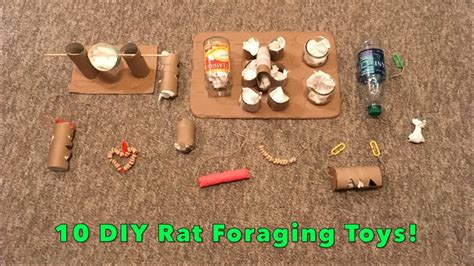 Foraging Toys For Rats | Wow Blog