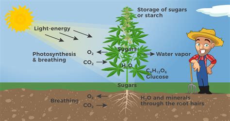 Cannabis Plant Anatomy: Exploring Various Parts of Marijuana