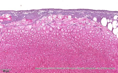 . Histology Slide Download. Magscope.com