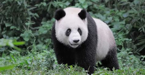 Giant Panda Behavior - AnimalBehaviorCorner