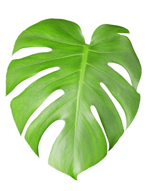 Download Cheese Plant Leaf Photography Tropical Swiss Leaves Clipart PNG Free | FreePngClipart