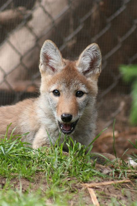 Coyote — Wildlife Science Center