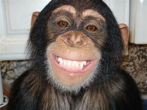 Create meme "chimp smiles, the monkey is smiling, smile monkey ...