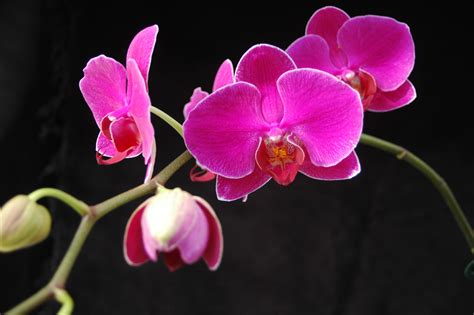 Care of Phalaenopsis - Smithsonian Gardens