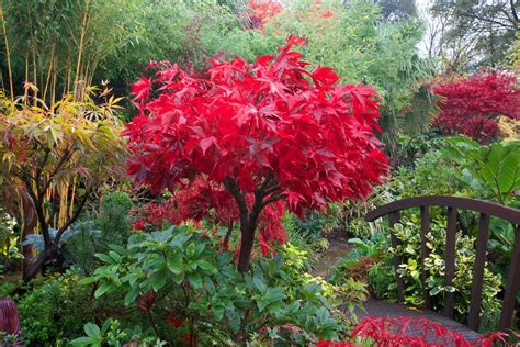 Pin on Jardins japonais | Acer palmatum, Hardy plants, Acer trees