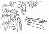 Free Peas Coloring Pages Printable PDF  Coloringfoldercom sketch template
