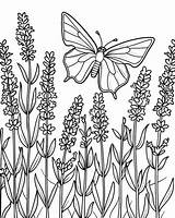 Lavender Coloring Pages sketch template
