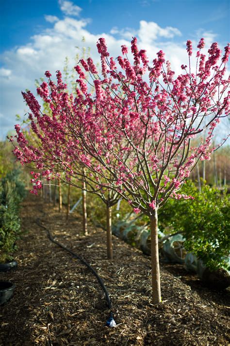 CRABAPPLE CORALBURST DWARF FLOWERIN For Sale in Boulder Colorado