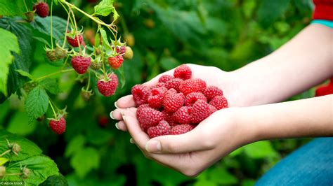 Marché mondial de la framboise, la mûre et la groseille - Agriculture du Maghreb