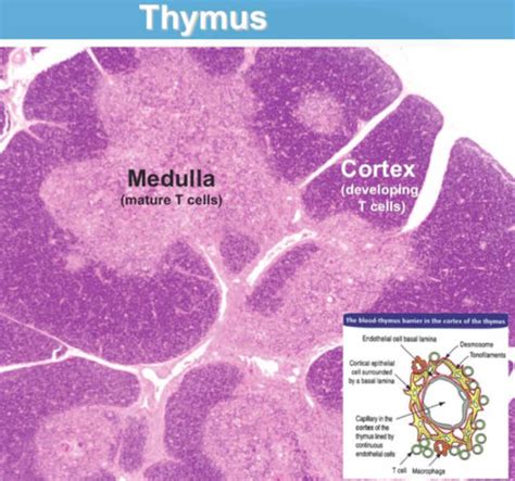 Histology Of Lymphoid Tissues Flashcards Quizlet | The Best Porn Website