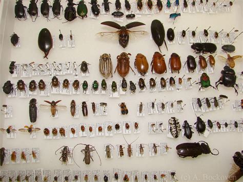 Insects And Forensic Entomology