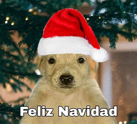 Perrito Navideño | Perrito Meme | Meme de navidad, Fotos de besos, Memes