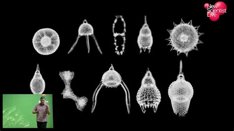 Skeletons: the frame of life | New Scientist