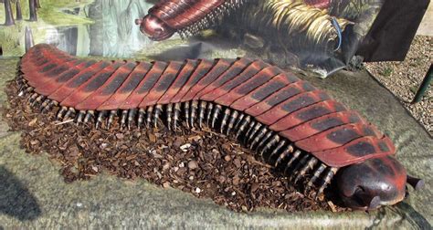 Arthropleura | NatureRules1 Wiki | Fandom