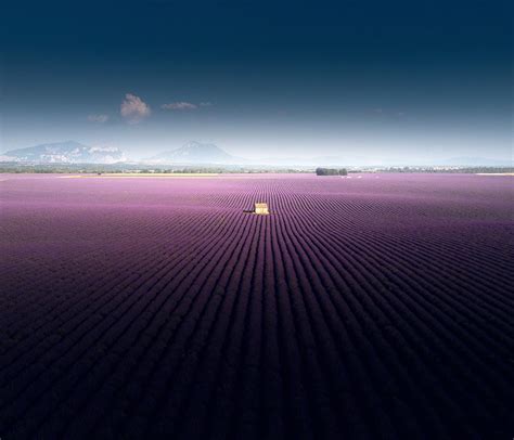 Breathtaking Aerial Views Of A Lavender Field In The South Of France