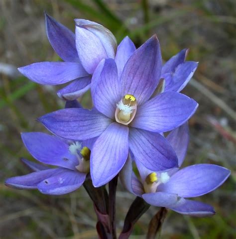 Orchids - Australian Natural History Images by Christine Walsh