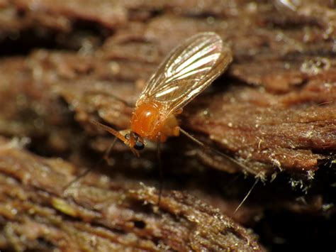 Fungus Gnats - The Daily Garden