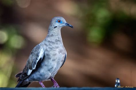 White-Winged Doves: From the Deserts of the Southwest to Backyard Bird Feeders - Owlcation