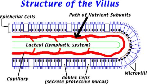 IB Biology SL: Digestion