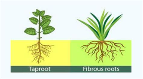 Taproot Fibrous Root: 17 Key Differences, Examples, 48% OFF