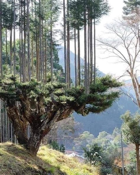 Daisugi, Ancient Technique to Produce Lumber Without Cutting Down Trees in Japan – Stunning ...