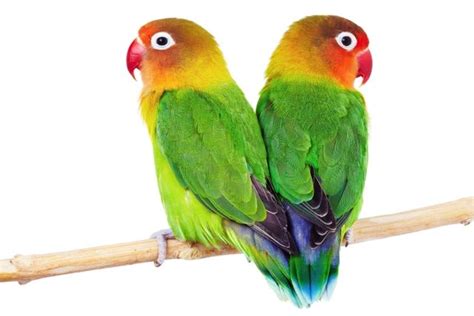 African lovebirds, Pet birds, Funny birds