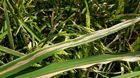 Developing rice varieties resistant to a bacterial disease outbreak in Africa