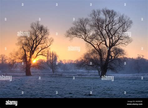 Grantchester water meadows January sunrise, two winter trees standing in field Stock Photo - Alamy