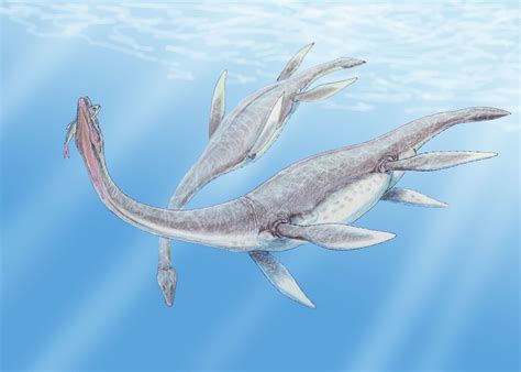 File:Plesiosaurus 3DB.jpg - Wikipedia