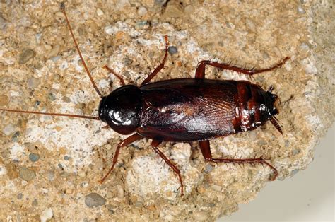 Large Cockroach Species | Roach | cockroach | Insect