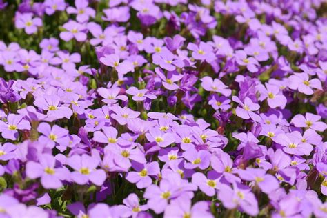 Blue Pillow Flowers Purple · Free photo on Pixabay