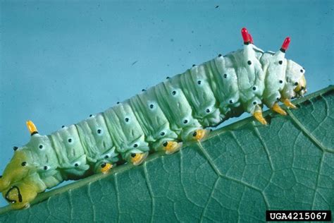 Luna Moth Caterpillar – Identification | Walter Reeves: The Georgia Gardener