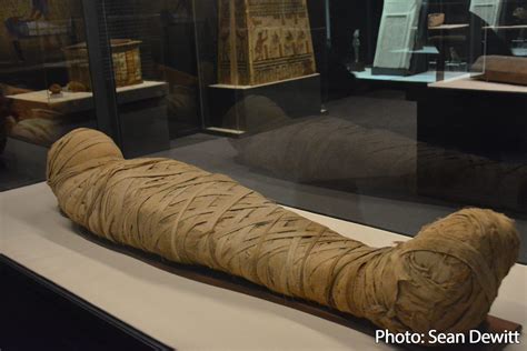 Sneak peek: Egyptian Mummies and Eternal Life makes its North American debut at the Museum of ...