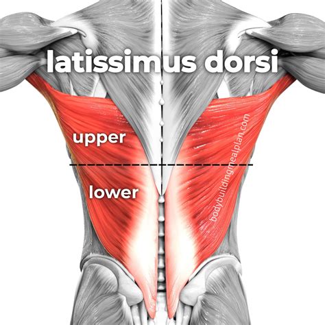 7 Best Lower Lat Exercises For A Beastly Back | Lower back muscles ...