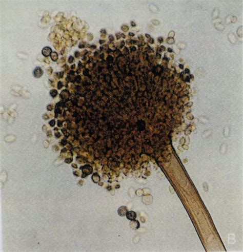 Mold Testing - Adamlabs.com