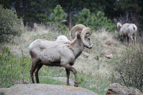 Wildlife spotting in Rocky Mountain National Park - Lonely Planet