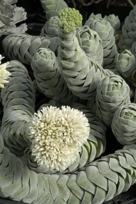 27 best South African succulents images on Pinterest | Plants ...