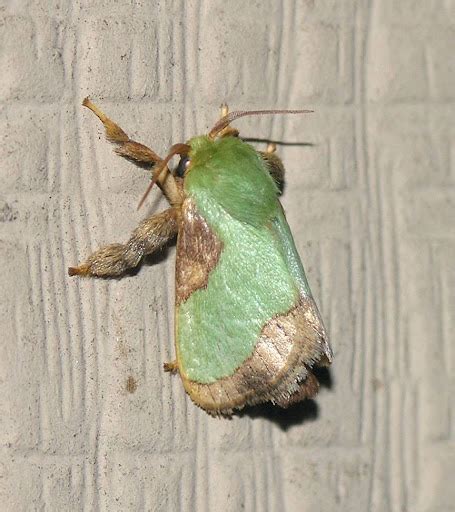 Nature in the Ozarks: Stinging Rose Caterpillar Moth (Parasa indetermina)