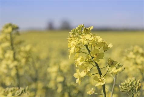 Canola Oil Myths and Truths