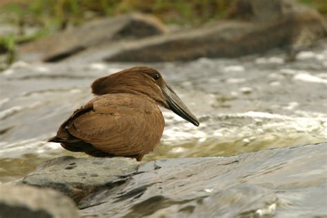 African Waterbirds – Nature Photography