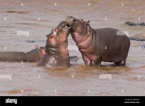 Baby Hippopotamus playing in the water, Hippopotamus amphibius, Kenya ...